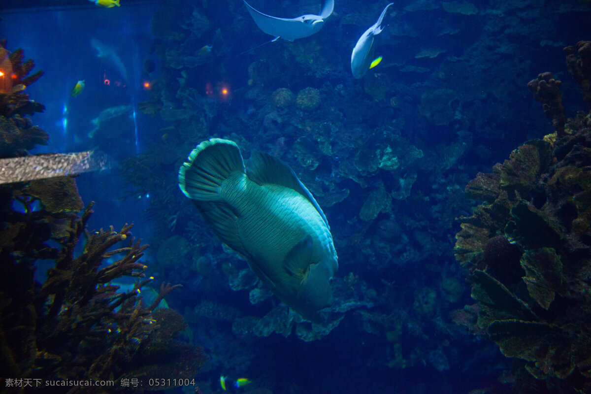 北京 海底 海洋 海洋生物 旅游 旅游景点 鲨鱼 北京海洋馆 主题乐园 现代建筑 鱼类 生物世界