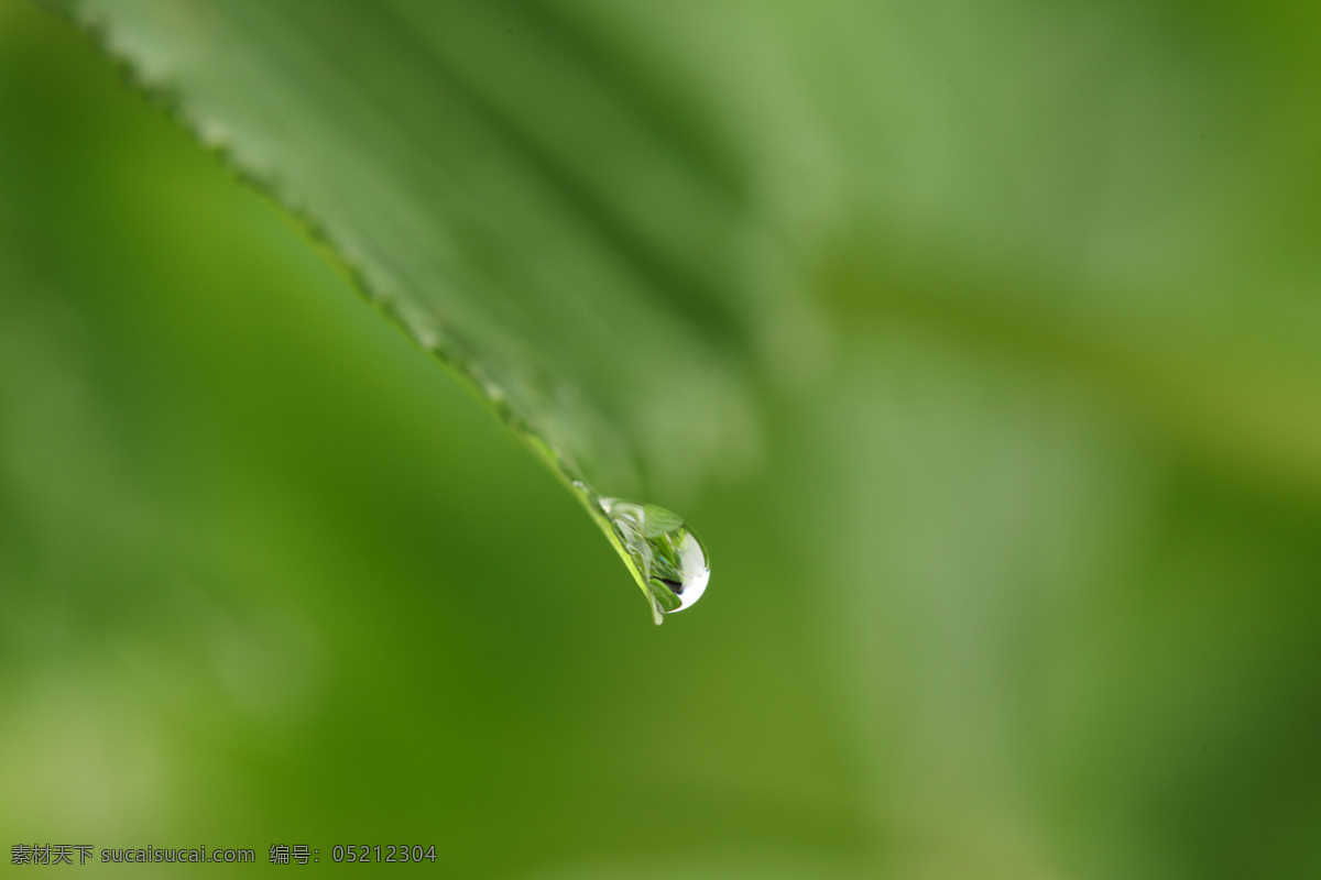 草 花草 环保 露水 绿草 绿色 绿叶 绿叶底纹 水珠 水滴 青草 植物 植被 树叶 生态 花草主题 生物世界 花草高清图片 树木树叶 psd源文件