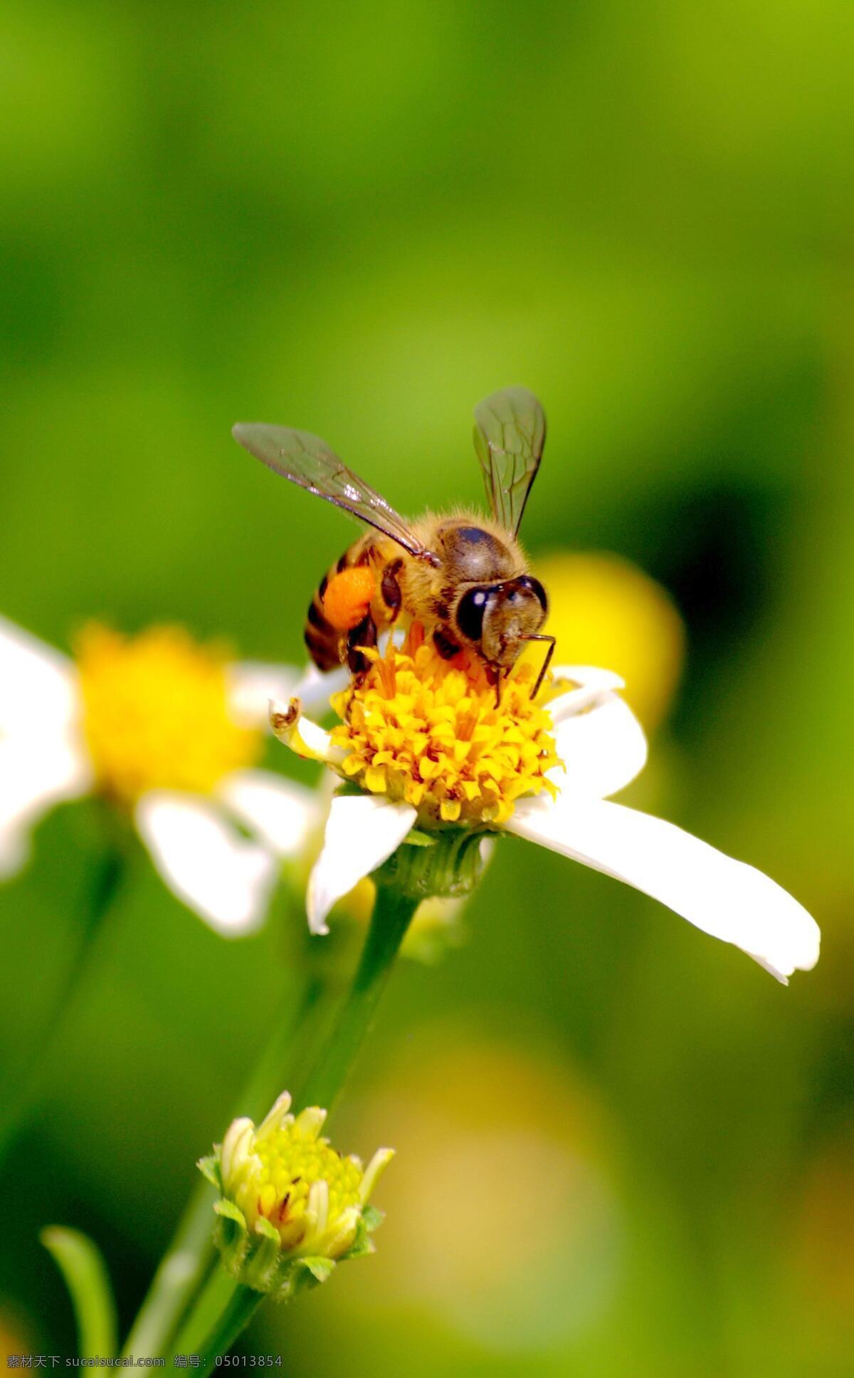 蜜蜂 动物 花草 昆虫 生物世界 野花 微镜