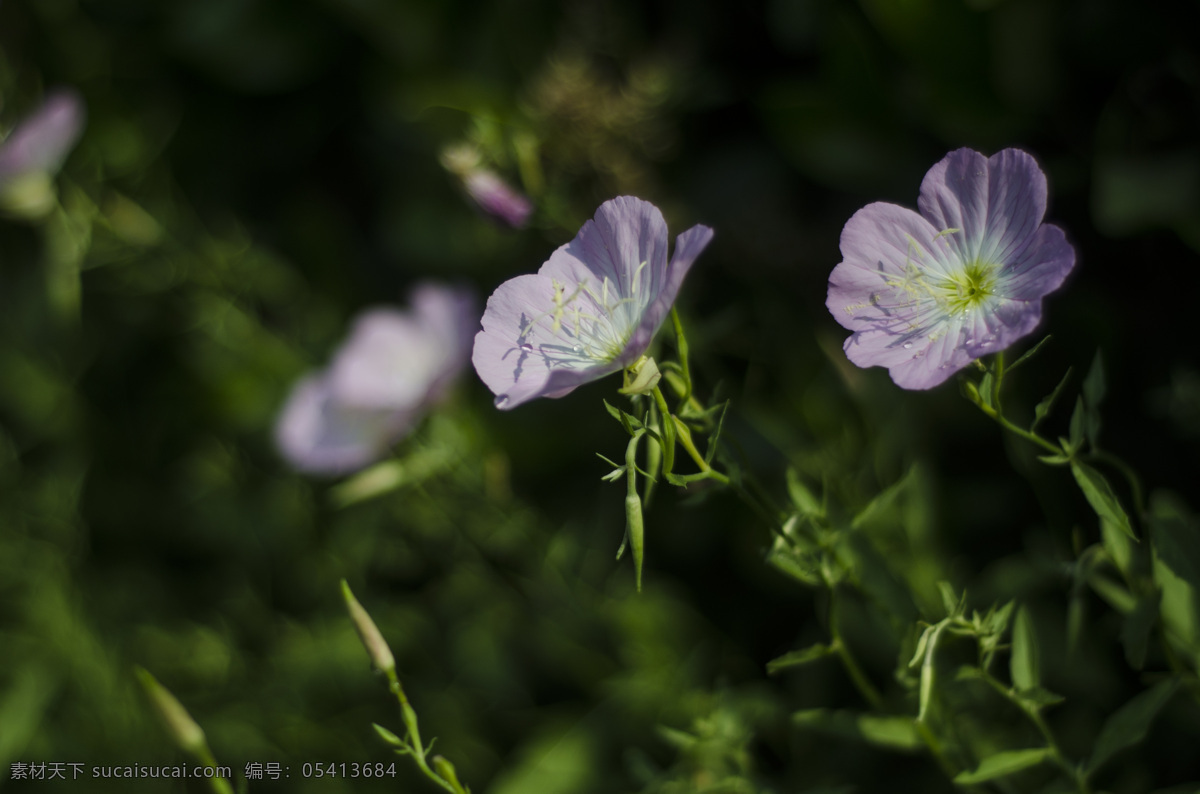 花菱草 花卉 花朵 花瓣 花蕊 花托 花茎 花叶 罂粟科 加州罂粟 金英花 人参花 洋丽春 花蕾 鲜花 白色 黄色 特写 花卉特写 植物类 生物世界 花草