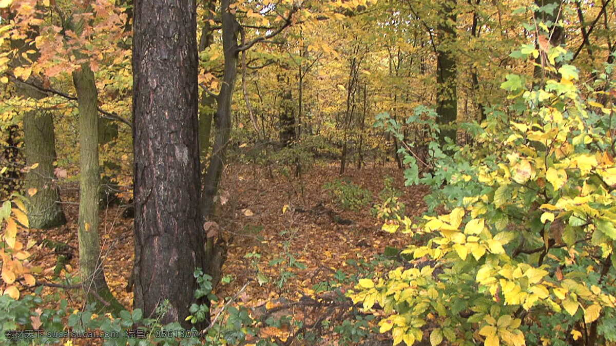 德国 落 伍兹 股票 录像 地面 黄色 绿色 秋天 森林 树干 树木 树枝 叶 自然 树皮 视频 其他视频