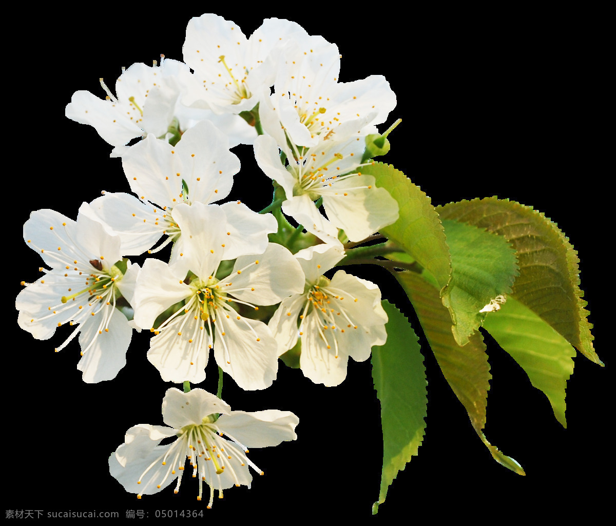 清新 白色 花瓣 樱花 装饰 元素 黄色花蕊 绿色树叶 清新风格 装饰元素