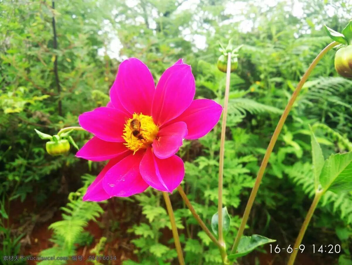 蜜蜂采花 花蕊 粉红花朵 蜜蜂 草丛之花 旅游摄影 人文景观