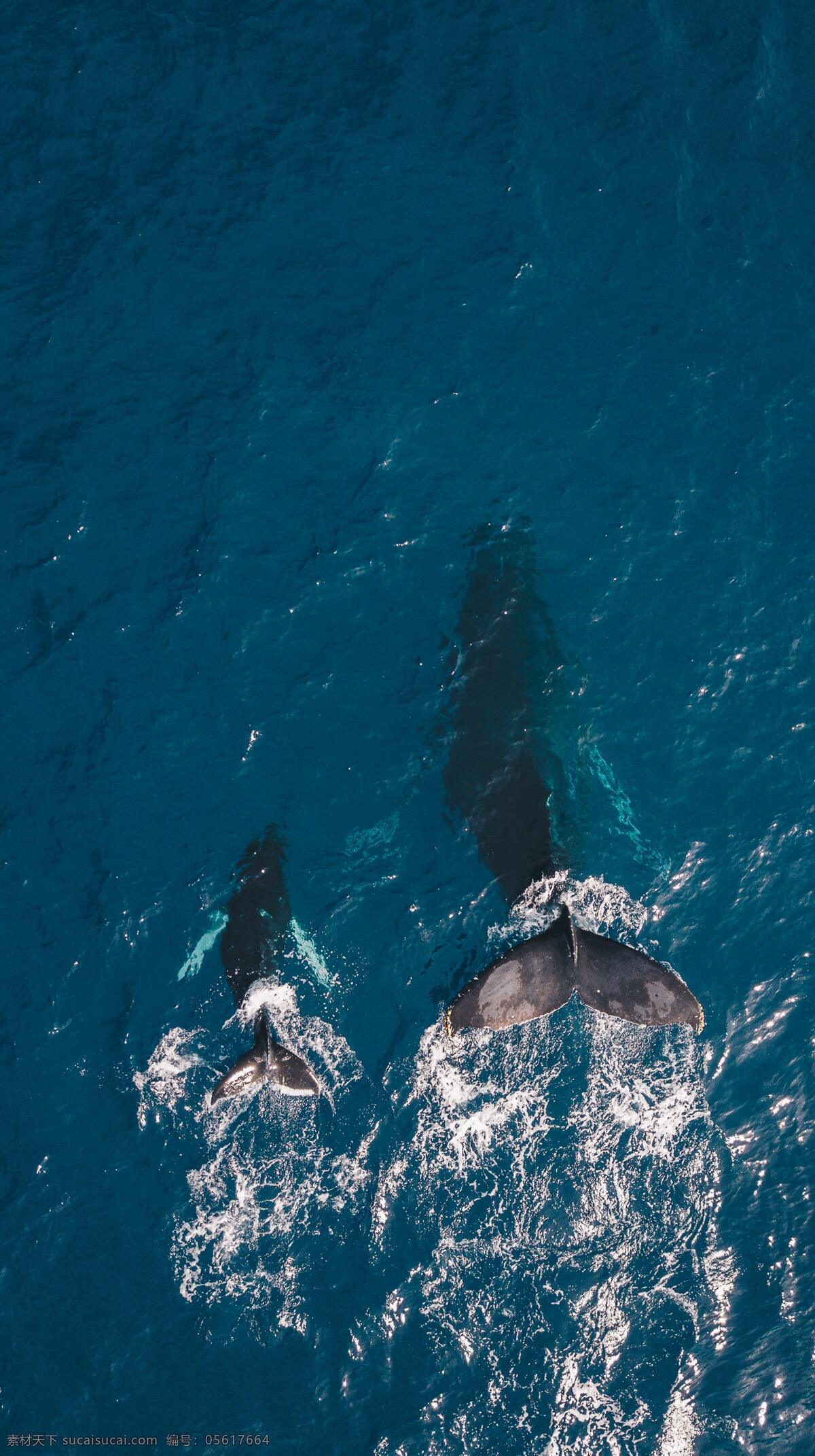 潜水 尾巴 尾鳍 鳍 大鲸鱼 小鲸鱼 母子 妈妈 孩子 海洋 生物 海洋生物 鲸 俯看 俯视 俯拍 生物世界