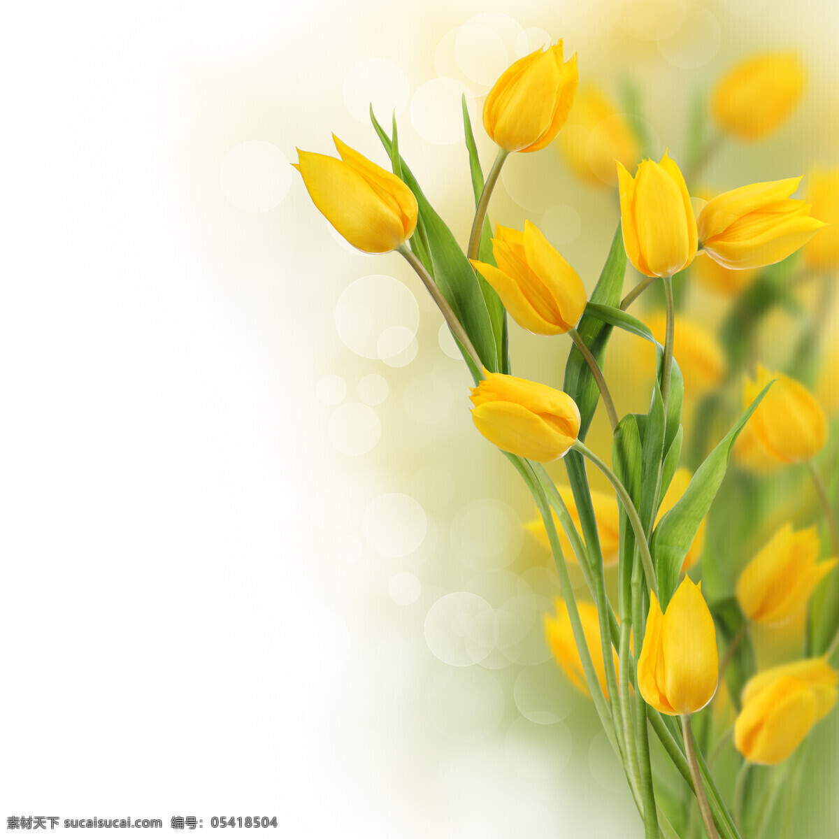 黄色 郁金香 鲜花 美丽鲜花 黄色花朵 花卉 鲜花背景 花草树木 生物世界