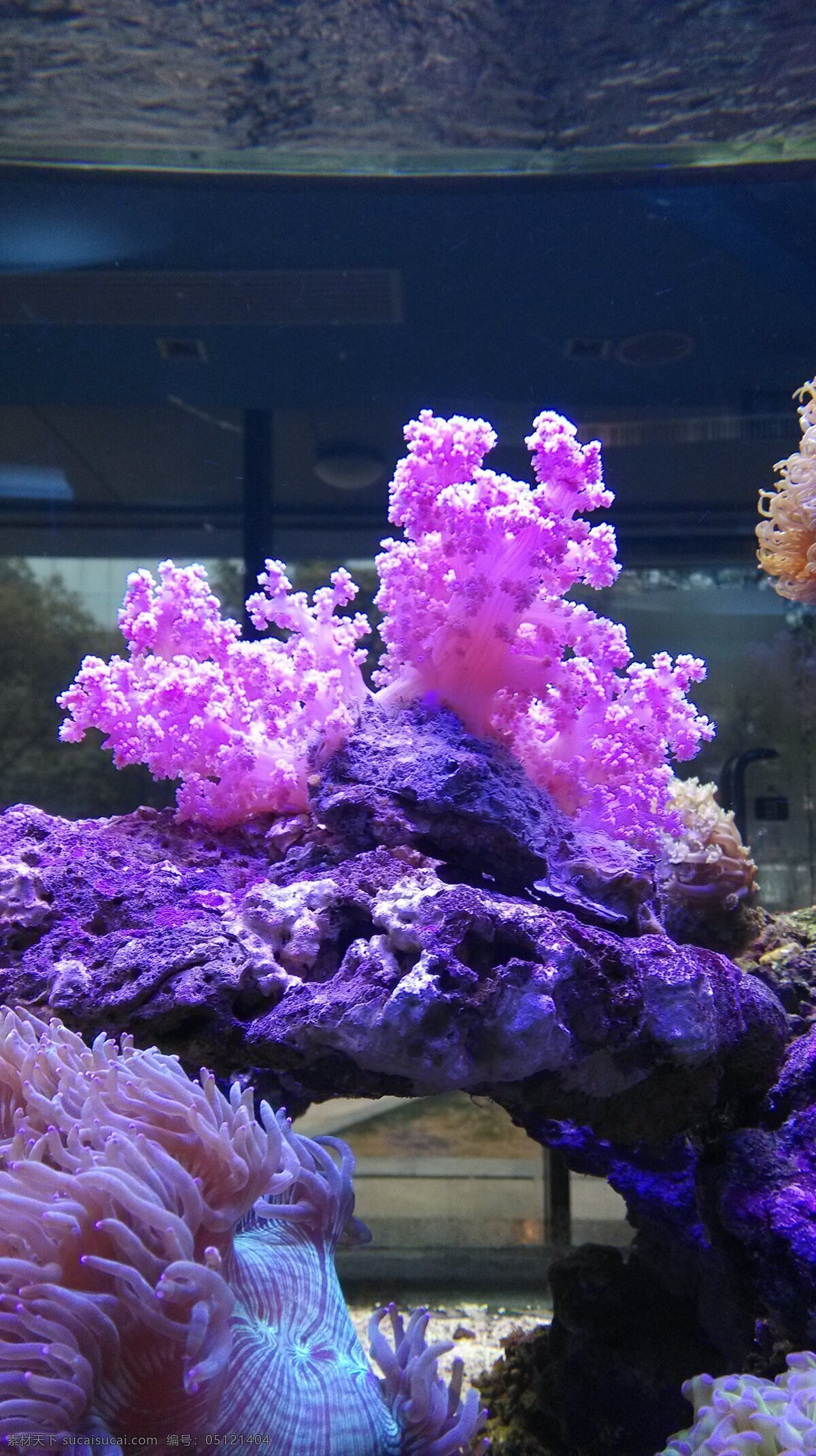 海洋 珊瑚 鱼缸 景观 造型 生物世界 海洋生物