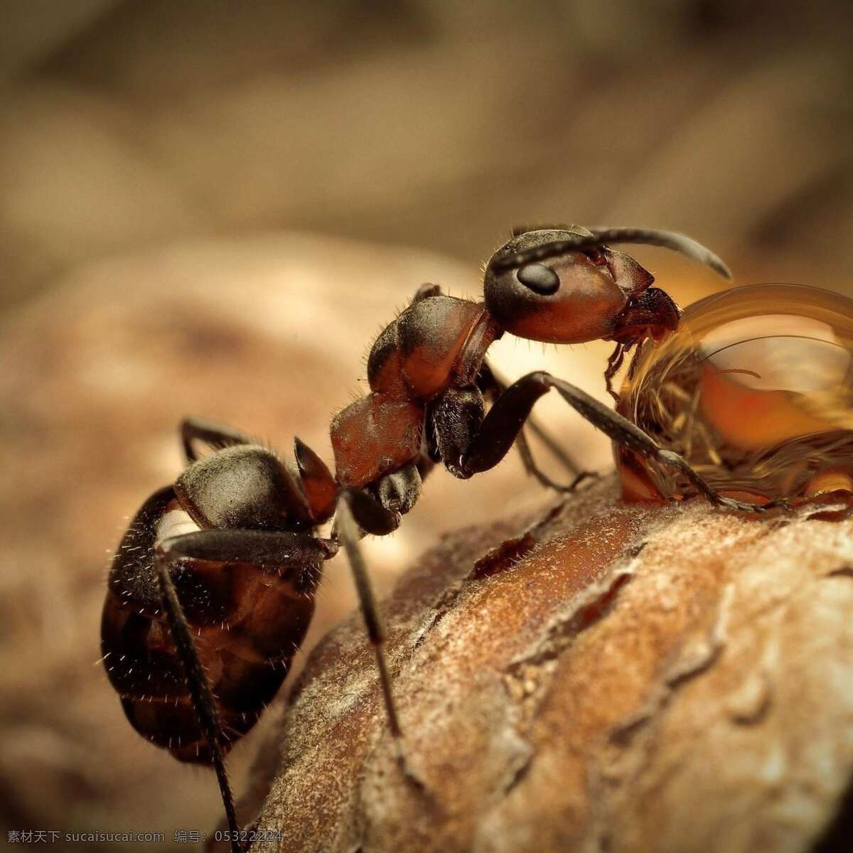 蚂蚁 蚁 ant 昆虫 兵蚁 生物世界 黄色