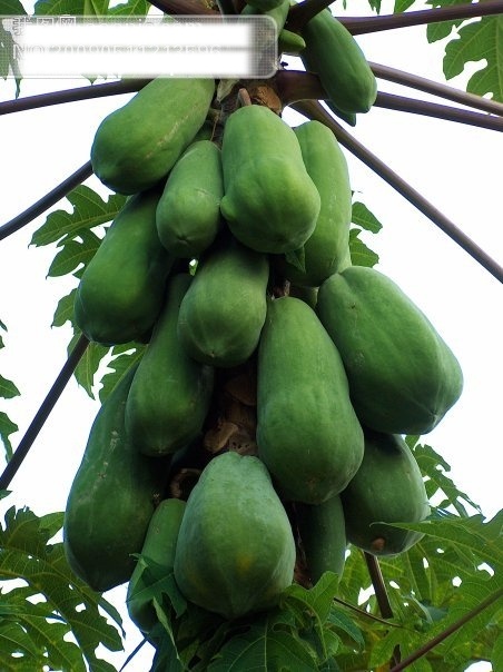 木瓜免费下载 木瓜 摄影图 生物世界 水果 植物 自然景观 木瓜树