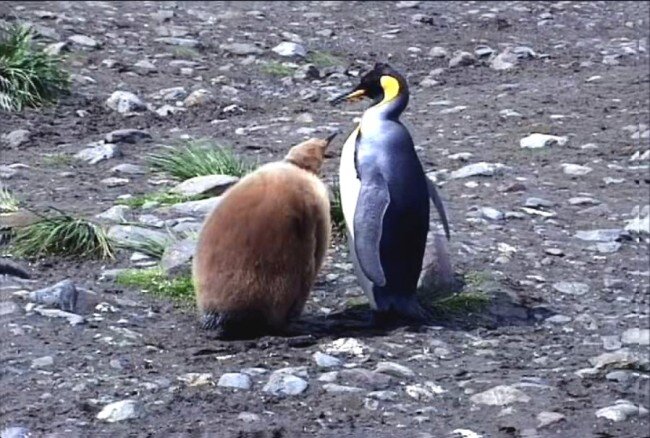生物免费下载 动物世界 多媒体设计 企鹅 南极企鹅 南极风光 南极风景 企鹅玩耍 实用标清素材 标清实拍素材 标清影视素材 视频剪辑 实拍视频