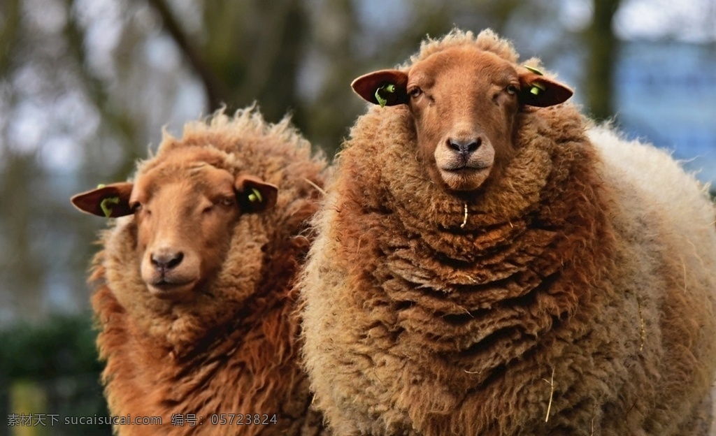 羊 羊毛 绵羊 羊群 绵羊群 牧场 生物世界 花草