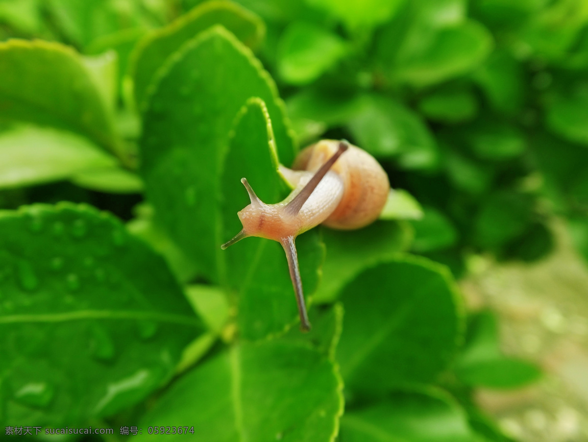 蜗牛 雨后 叶子 绿叶 大蜗牛 昆虫 虫子 爬行 生物世界