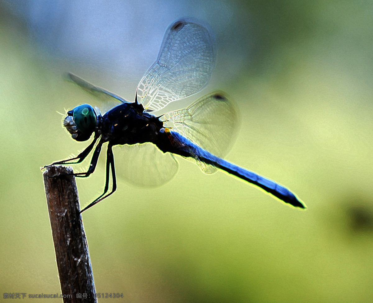蜻蜓 翅膀 大自然 动物 高清晰 昆虫 美丽 蜻蜓设计素材 蜻蜓模板下载 奇妙 生物世界 psd源文件
