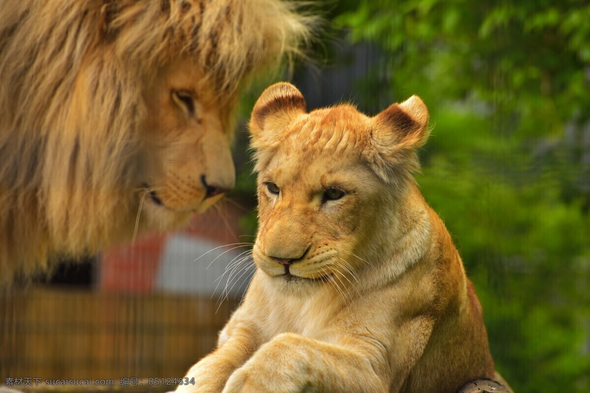 母 狮子 小 头部 特写 大狮子 小狮子 母狮子 雄狮 猛兽 野兽 野生狮子 威猛 野生动物 保护动物 头部特写 动物 生物世界
