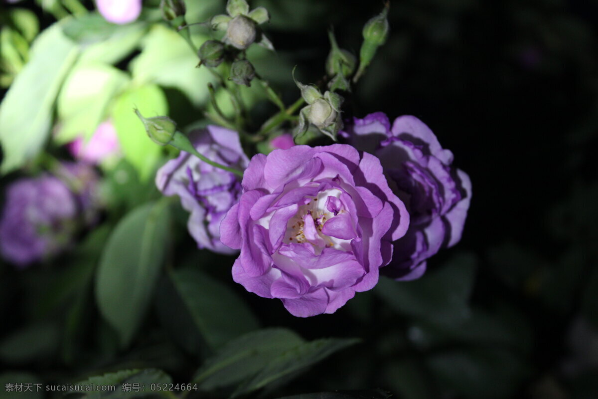 花 花草 花卉摄影 花卉素材 生物世界 月季 月季花 春季花卉 草本花卉 夜色花卉 景观花卉 psd源文件