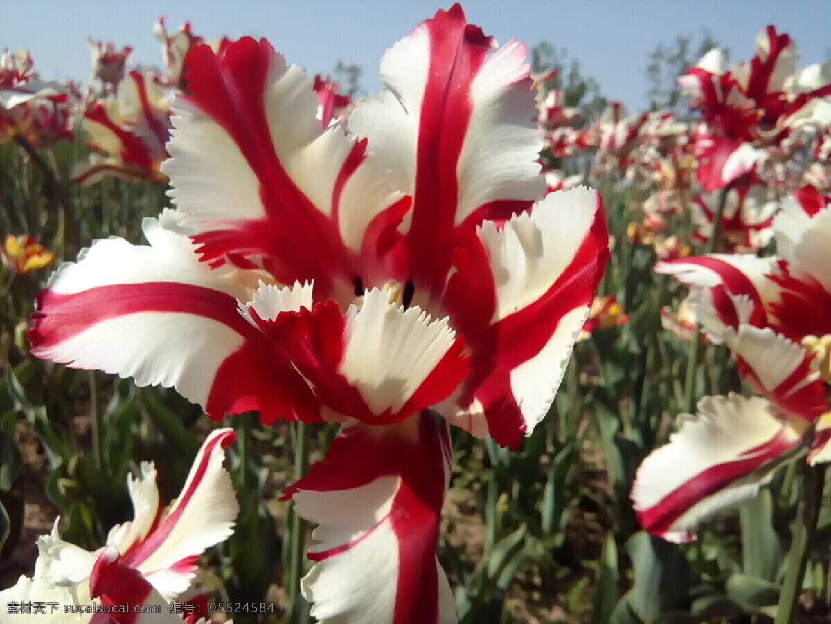 郁金香花海 唯美 花海 郁金香花 唯美花朵 荷兰鲜花 郁金香摄影 花朵 花瓣 花枝 花卉 花草 植物 生物世界 郁金香