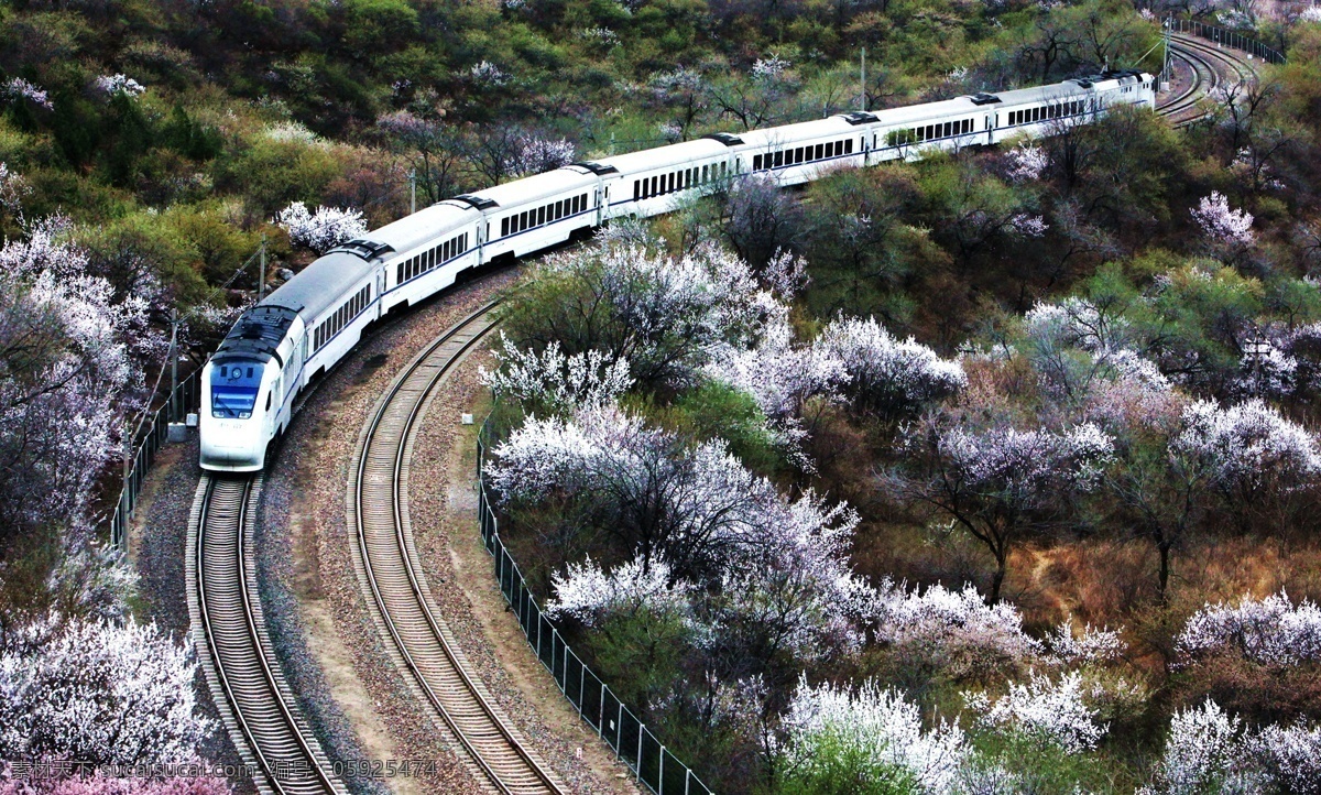开往 春天 火车 杏花 公路 蜿蜒 列车 行驶 风景 自然风光 自然景观 自然风景