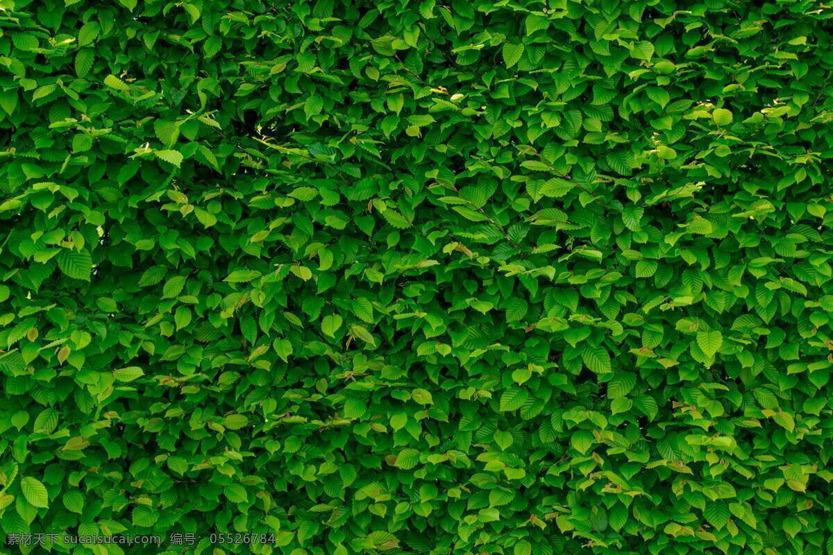 草丛 树叶 叶子 绿色 健康 植物 自然 材质 纹理 自然景观 自然风景 绿化 户外 灌木丛