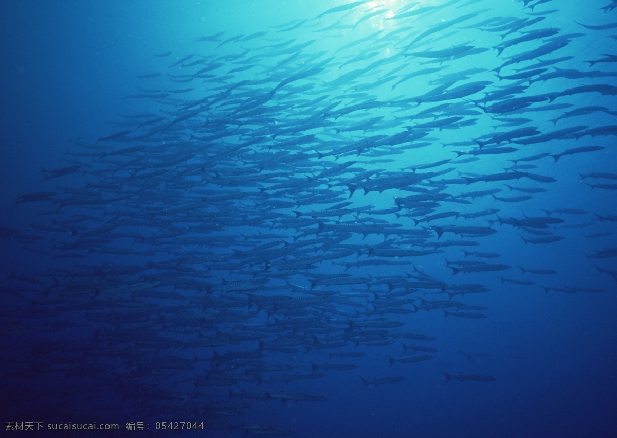 海洋生物 蓝色海洋 海底鱼类 海水 海底鱼群 珊瑚 海藻海草 海底摄影 海底世界 海底生物 海洋世界 海底奇观 图素动植物类 生物世界