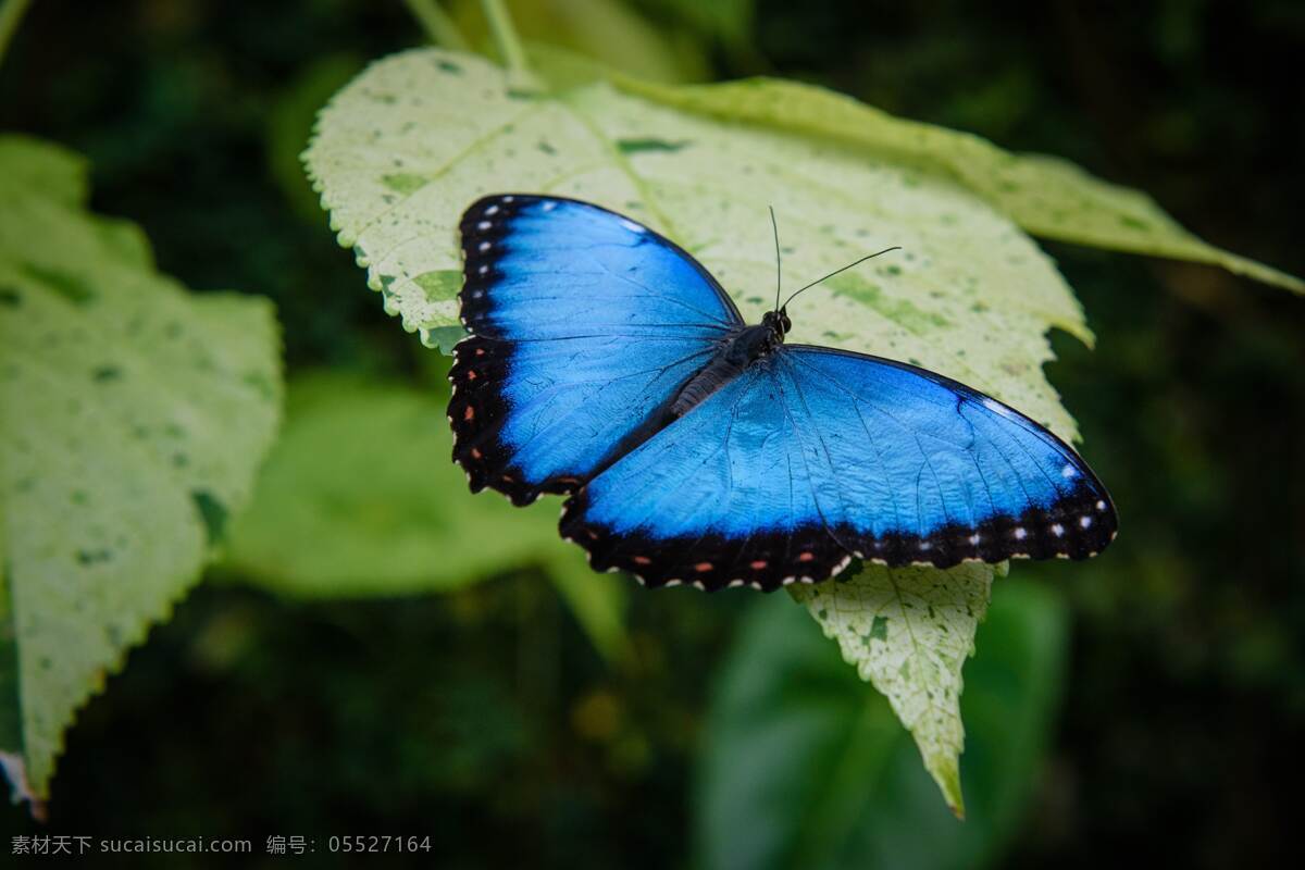 昆虫 生物 大自然 自然生物 蝴蝶与花 花蝴蝶 蓝蝴蝶 生物世界
