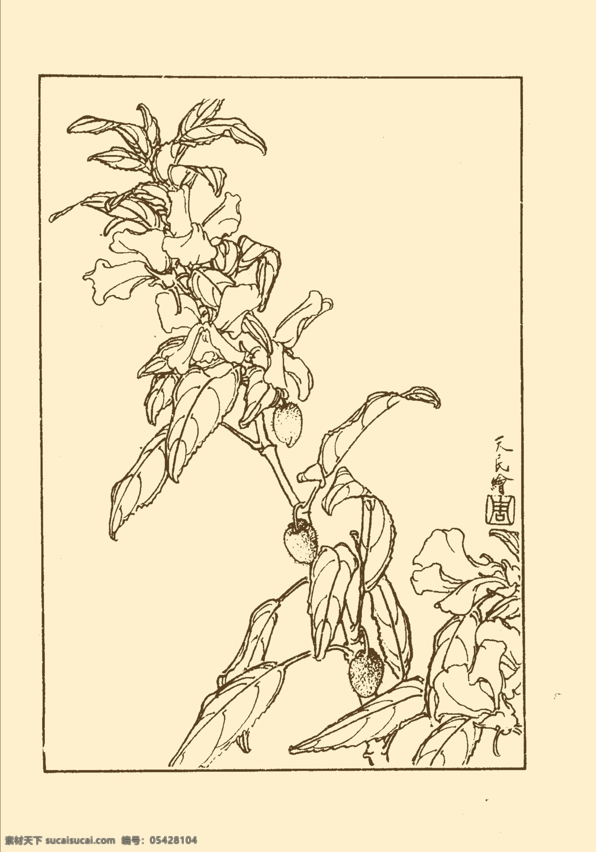 凤仙 鲜花 花卉 花草 植物 白描 中国画 国画 线画 花卉白描 分层 源文件