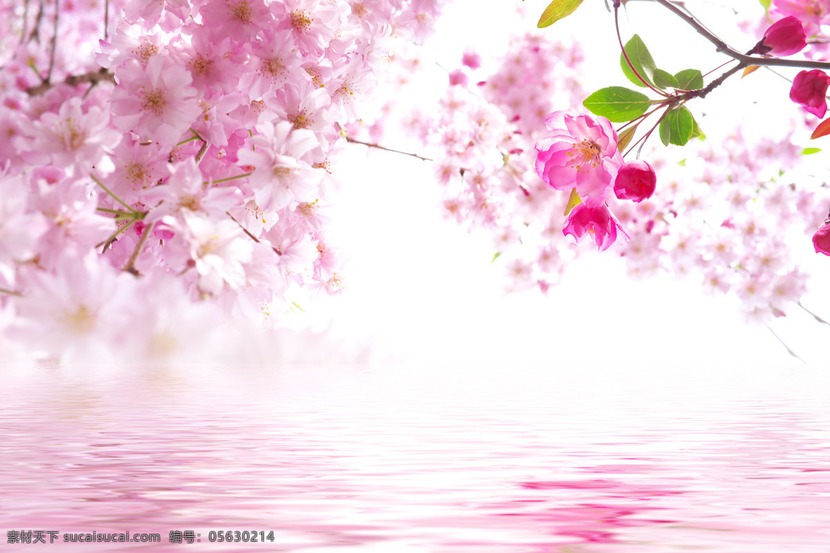 桃花 满 枝桠 装饰画 效果图 满枝头 粉色 水纹 波纹 装饰图