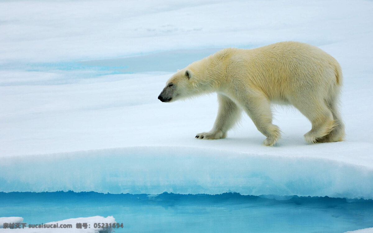 冰面 上 北极熊 冰块 冰雪 熊猫 海面上的冰 水面上的冰块 冰冷的冬天 生物世界