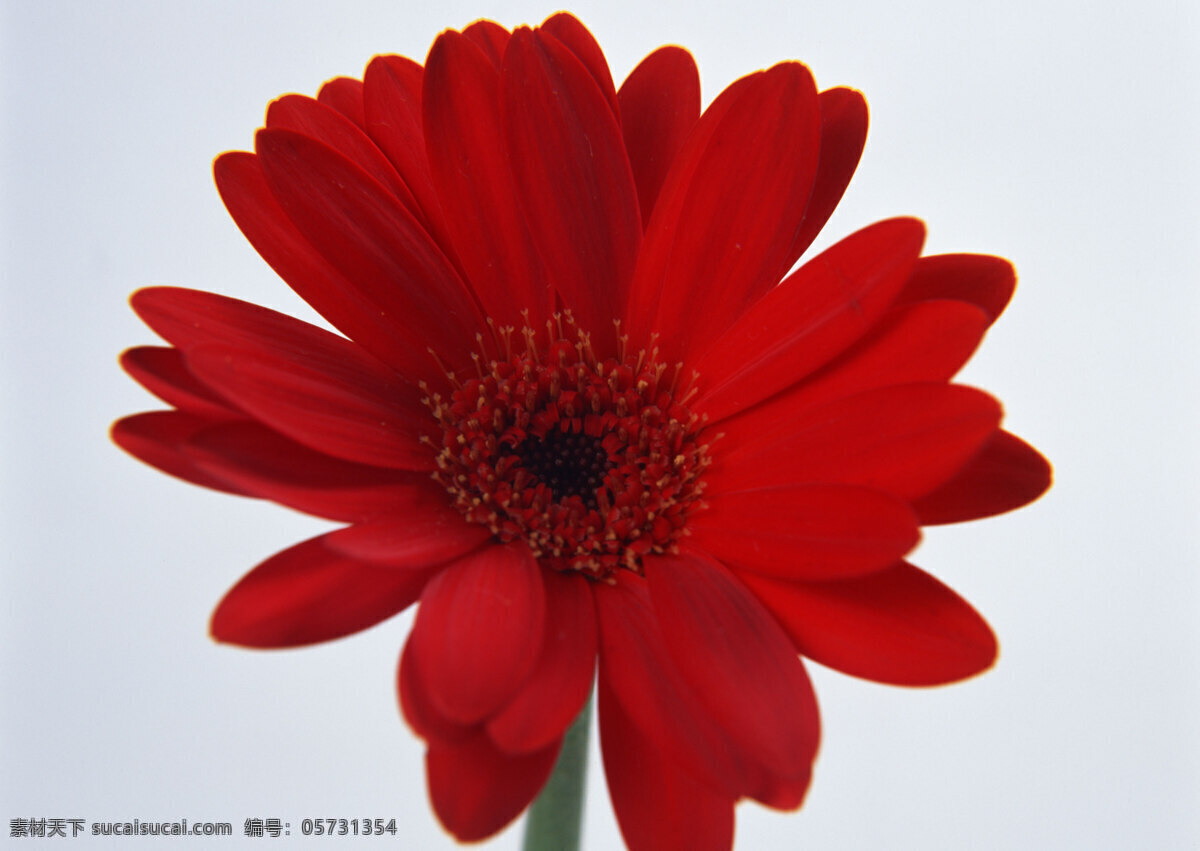 花卉 特写 红色 花朵 菊花 鲜花