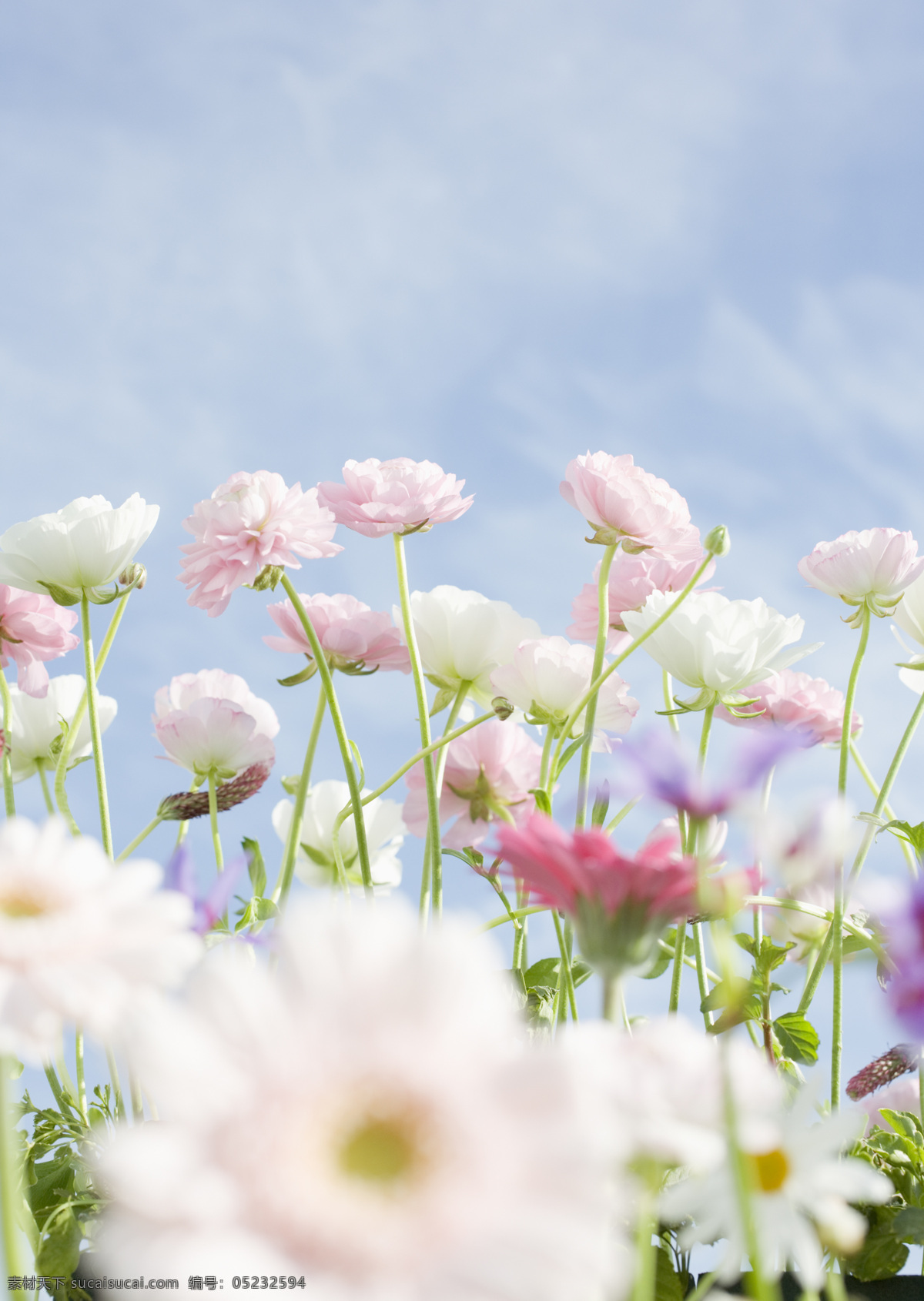 美丽 粉红 鲜花 春天 野花 花朵 绿色清新 清爽 鲜花背景 背景素材 美丽风景 摄影图 高清图片 花草树木 生物世界