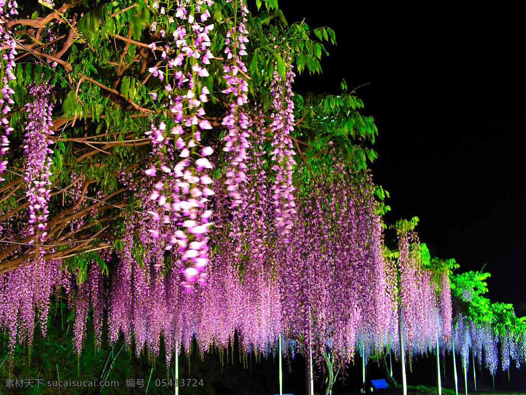 紫藤花 花藤 紫色 绿叶 背景 支架 自然景观 自然风景 摄影图库 300