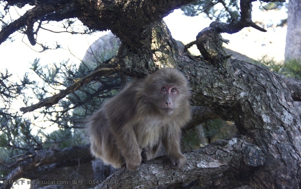 黄山野猴 黄山 旅游 猴子 随拍 风景 写实 生物世界 野生动物