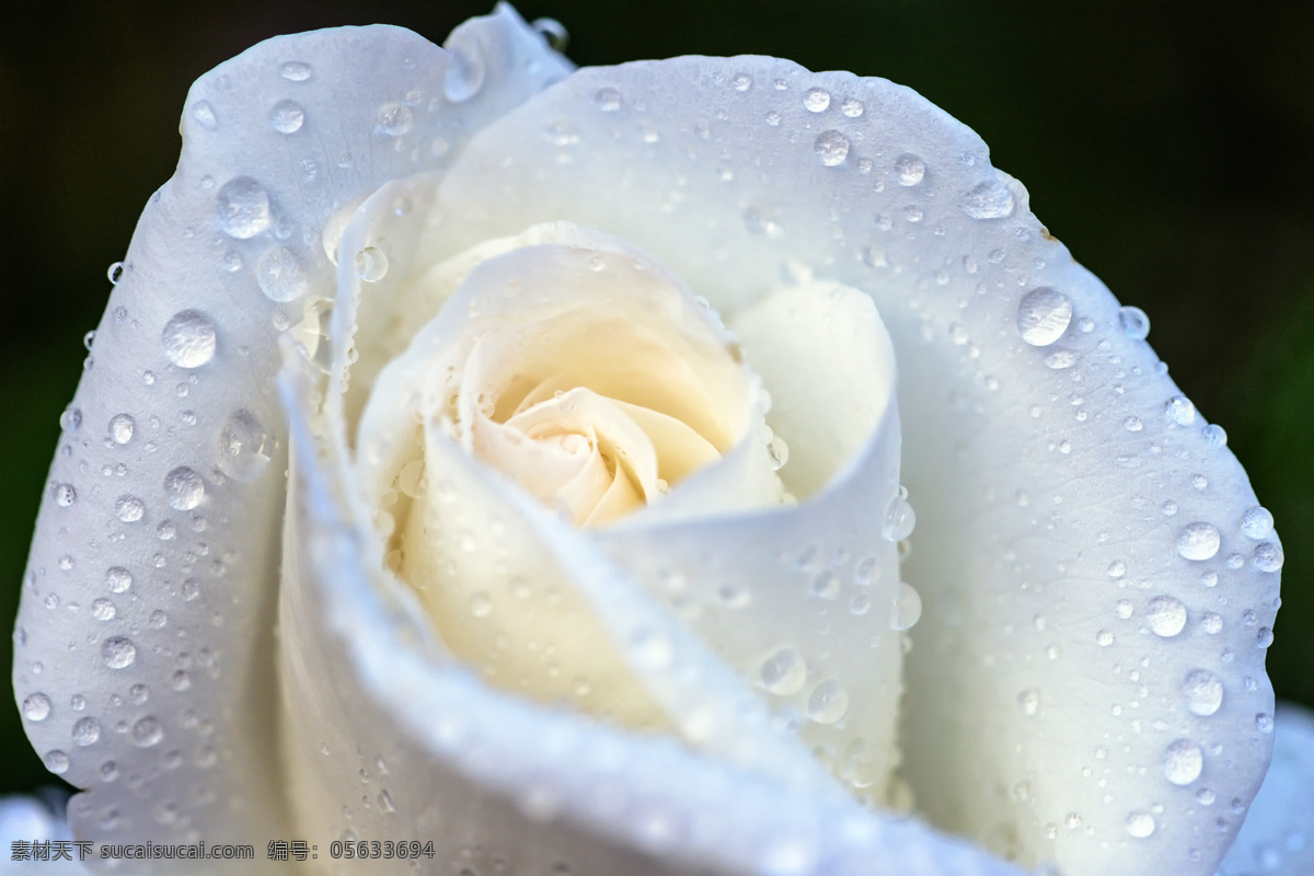 白玫瑰 玫瑰花 玫瑰 蓝色花 玫瑰花图片 玫瑰花素材 玫瑰花模板 植物 花卉 蓝玫瑰 蓝色妖姬 生物世界 花草