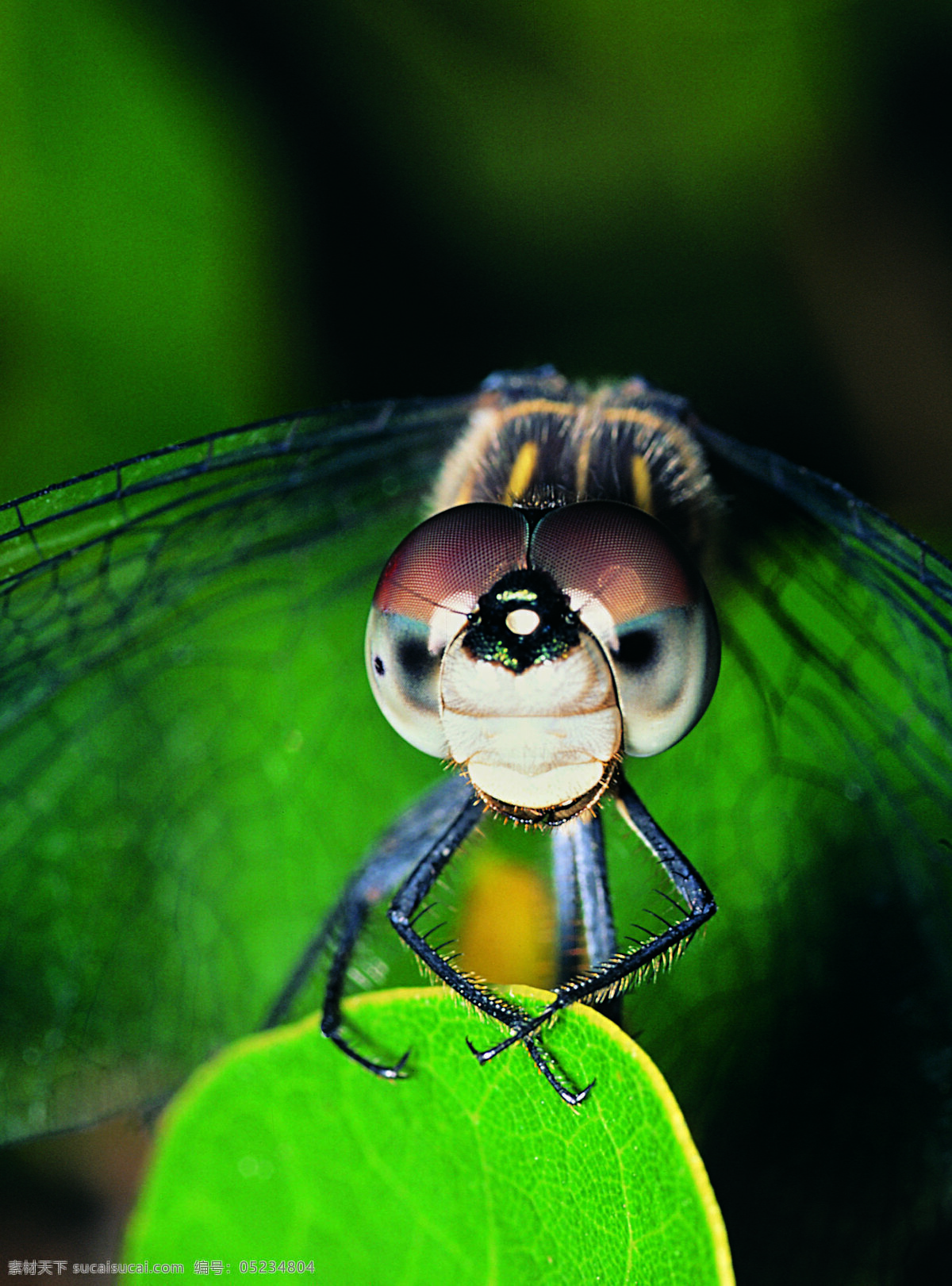 蜻蜓 昆虫 摄影图库 生物世界 头部 微观世界