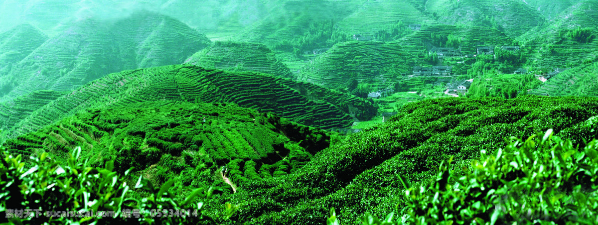 茶园 高清 风景图片 高清图片 山水风景 自然景观