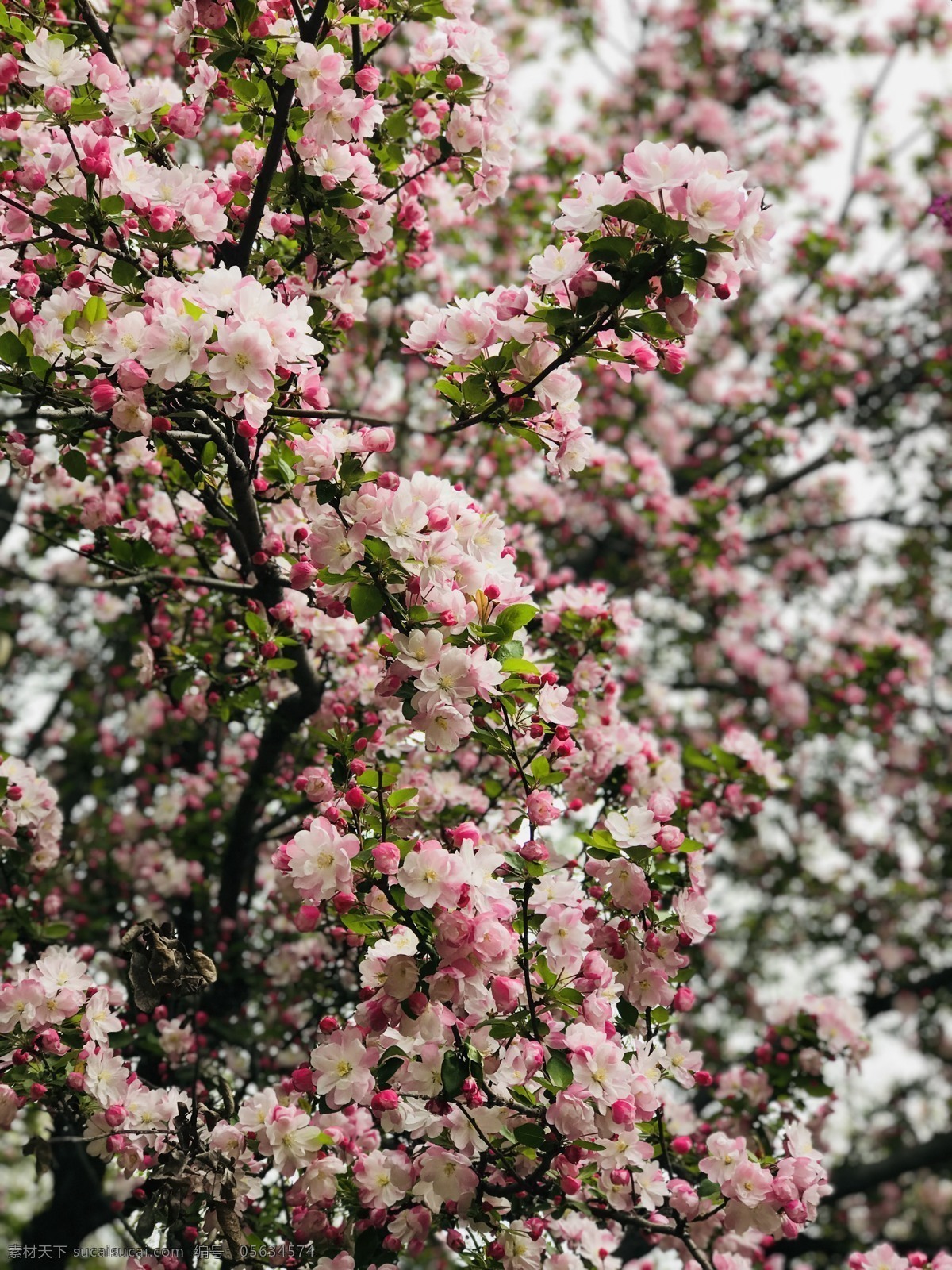 海棠花图片 海棠花 花团 锦簇 粉色 满树 自然景观 田园风光