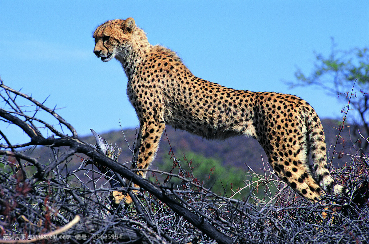 树枝 上 金钱 豹子 野生动物 动物世界 哺乳动物 金钱豹 猎豹 摄影图 陆地动物 生物世界 黑色