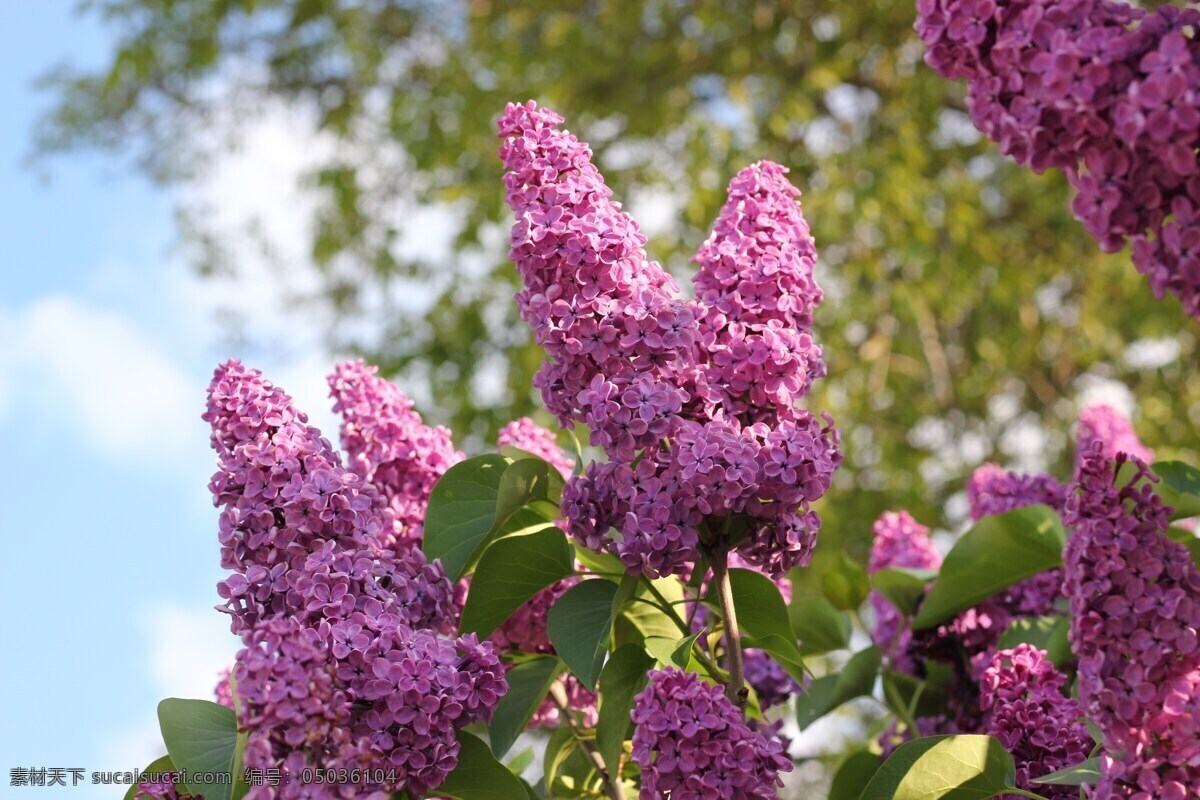 丁香花 丁香 鲜花 花卉 花语 花艺 园艺 花朵 花瓣 生物世界 花草