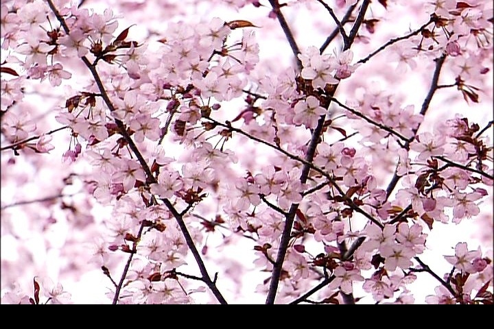 桃花朵朵开 高清晰 鲜花盛开 花朵 桃花 桃枝 自然景观 动态素材 视频剪辑 多媒体设计 源文件库 mov 自然人文