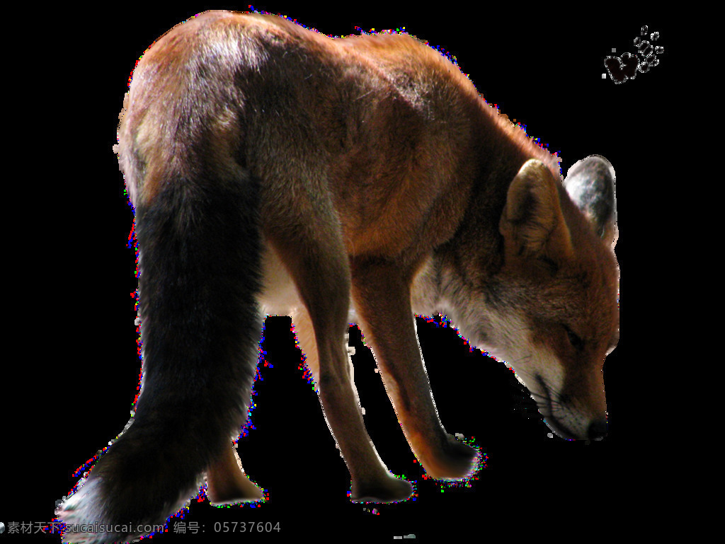 低头 狐狸 免 抠 透明 低头的狐狸 狐狸海报图 狐狸图片 狐狸图片素材