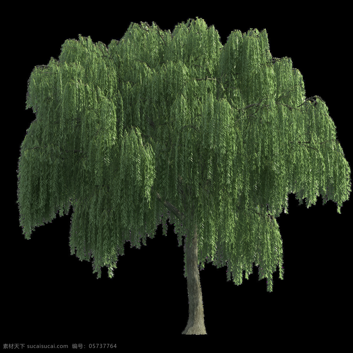 棵 茂密 柳树 透明 绿条 免扣素材 树杆 树木 透明素材 植物 装饰图片