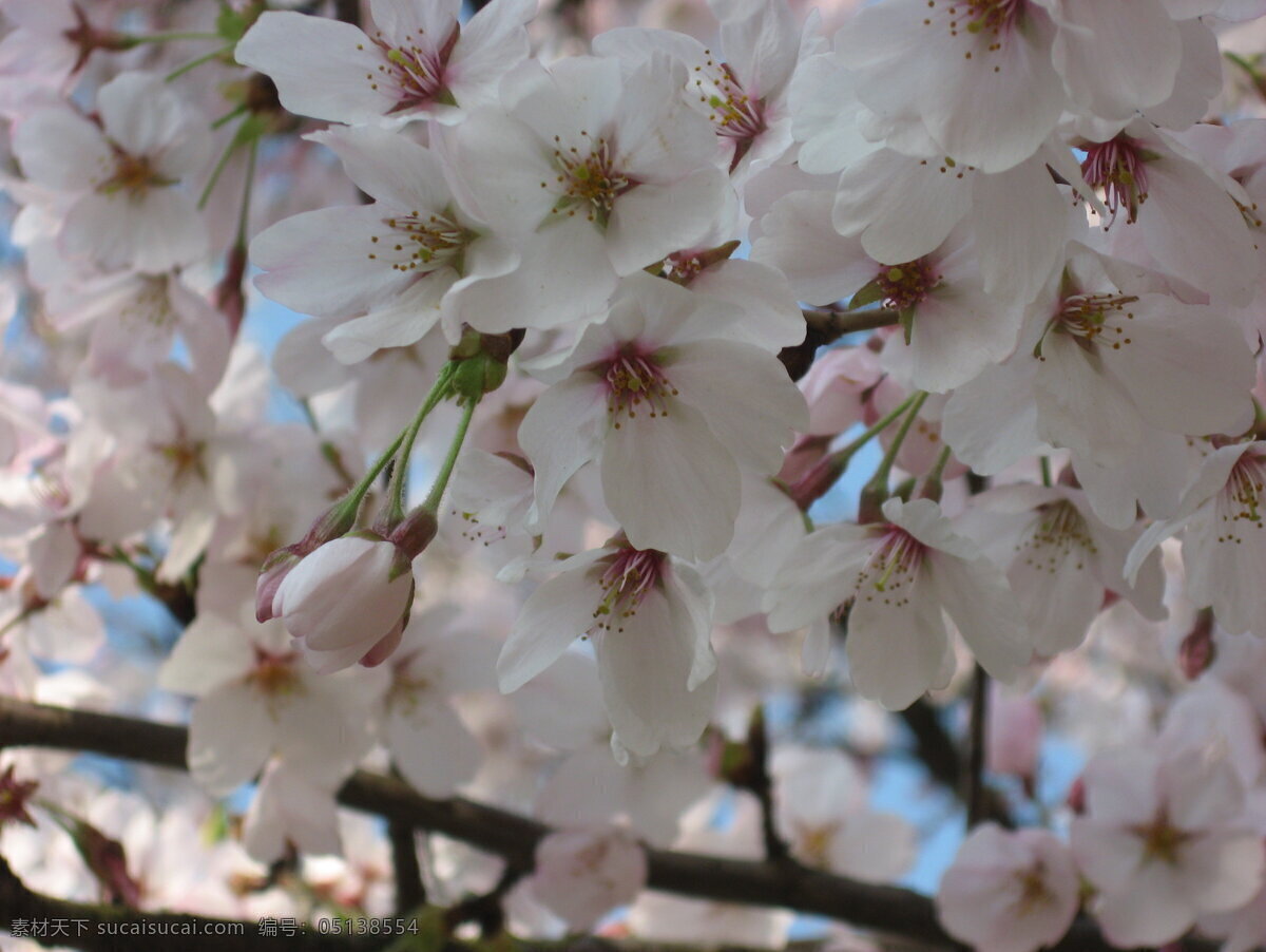 美丽 樱花 樱花的图片 美丽的樱花 风景 生活 旅游餐饮