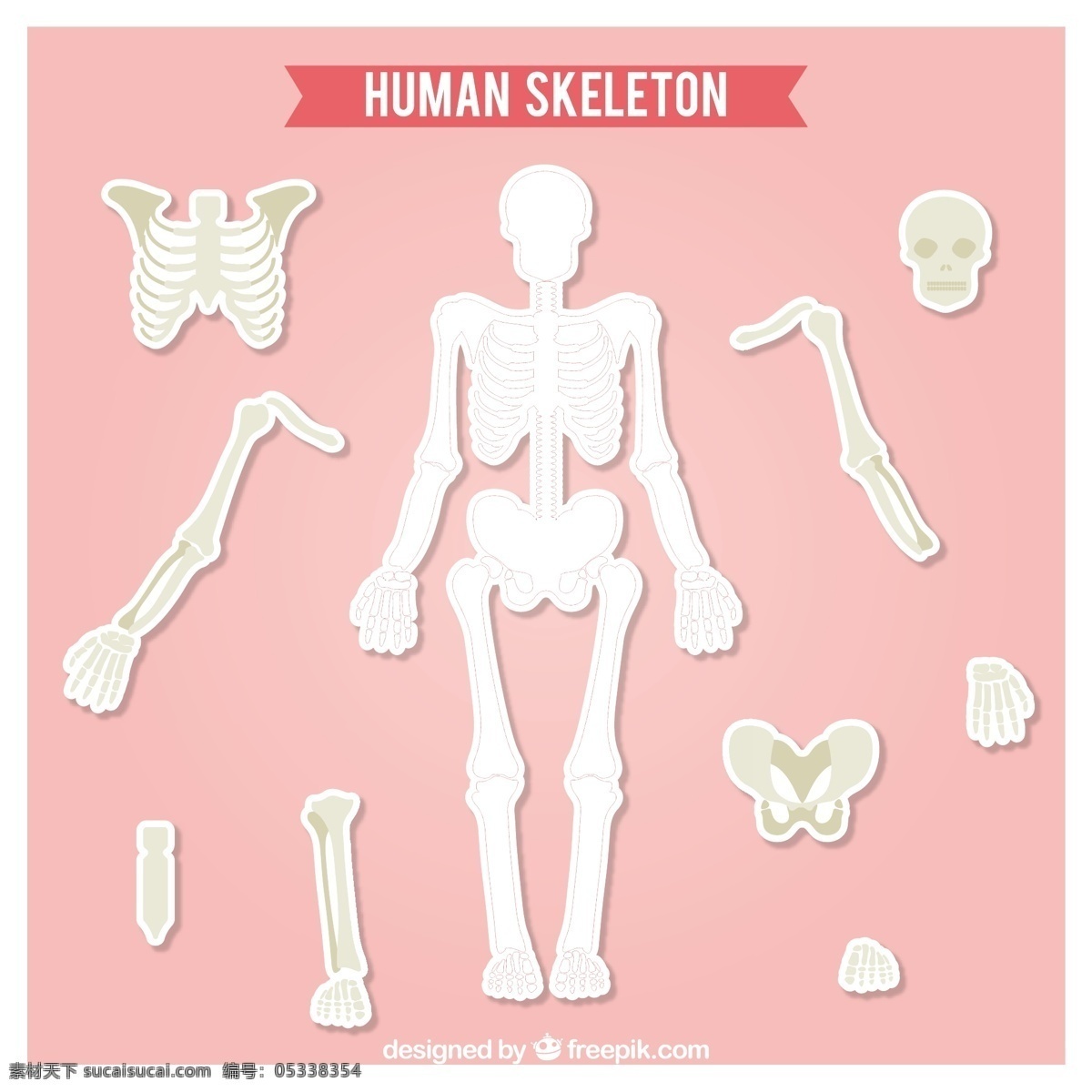 切出人体骨骼 标签 人力 研究 贴纸 骨 人体骨架 系统 切割 骨头 零件 车身零件 医疗 肋骨 颅骨 骨骼 粉色