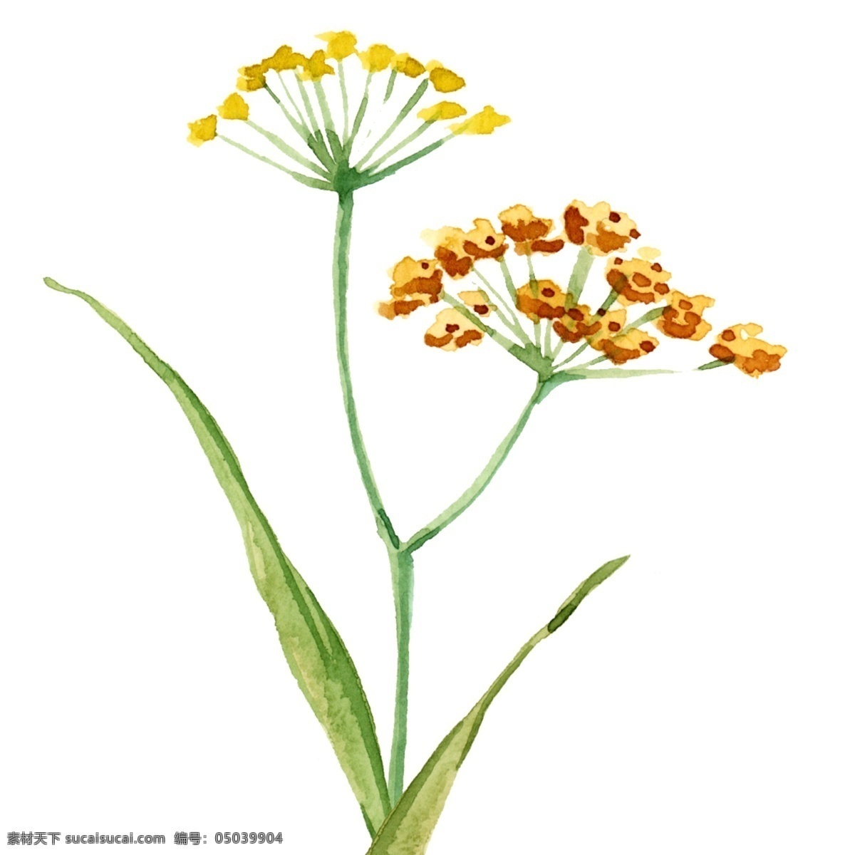 水彩 手绘 黄色 油菜花 植物 元素 水彩花 植物元素 叶子 花色小花