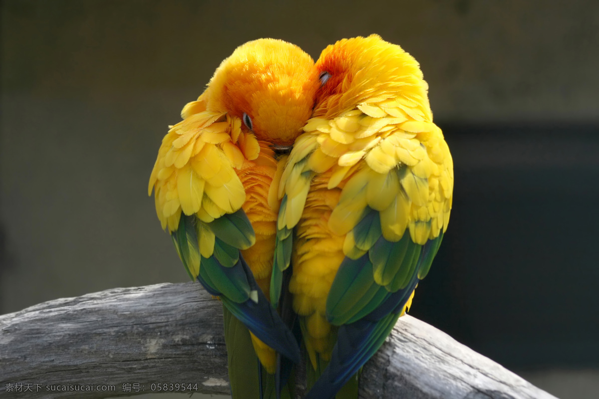 两 只 小鸟 两只小鸟 爱情主题 情人节主题 love 可爱小鸟 可爱动物 其他类别 生活百科