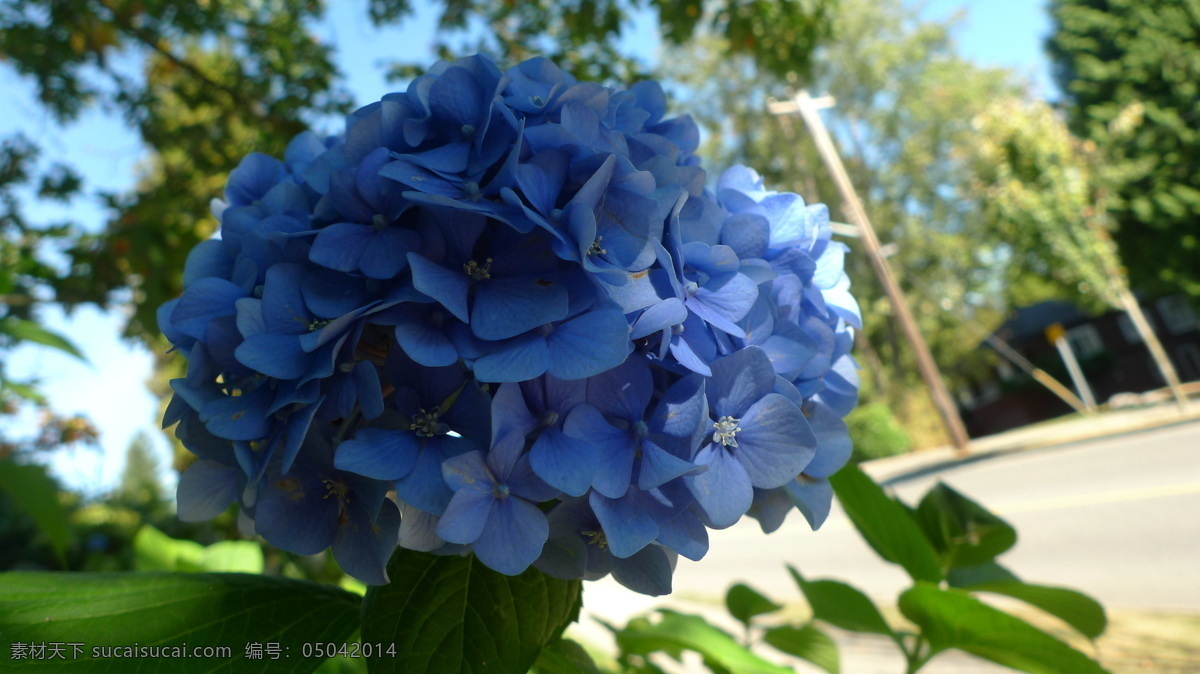 蓝色花朵 花卉 绿色 色彩 植物 生物世界 花草
