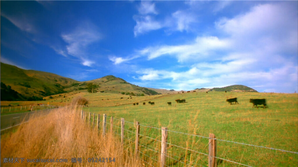 草原 上 马 实拍 视频 自然实景 实拍生活场景 动态场景 自然 美景视频素材 实拍美景 wmv 蓝色