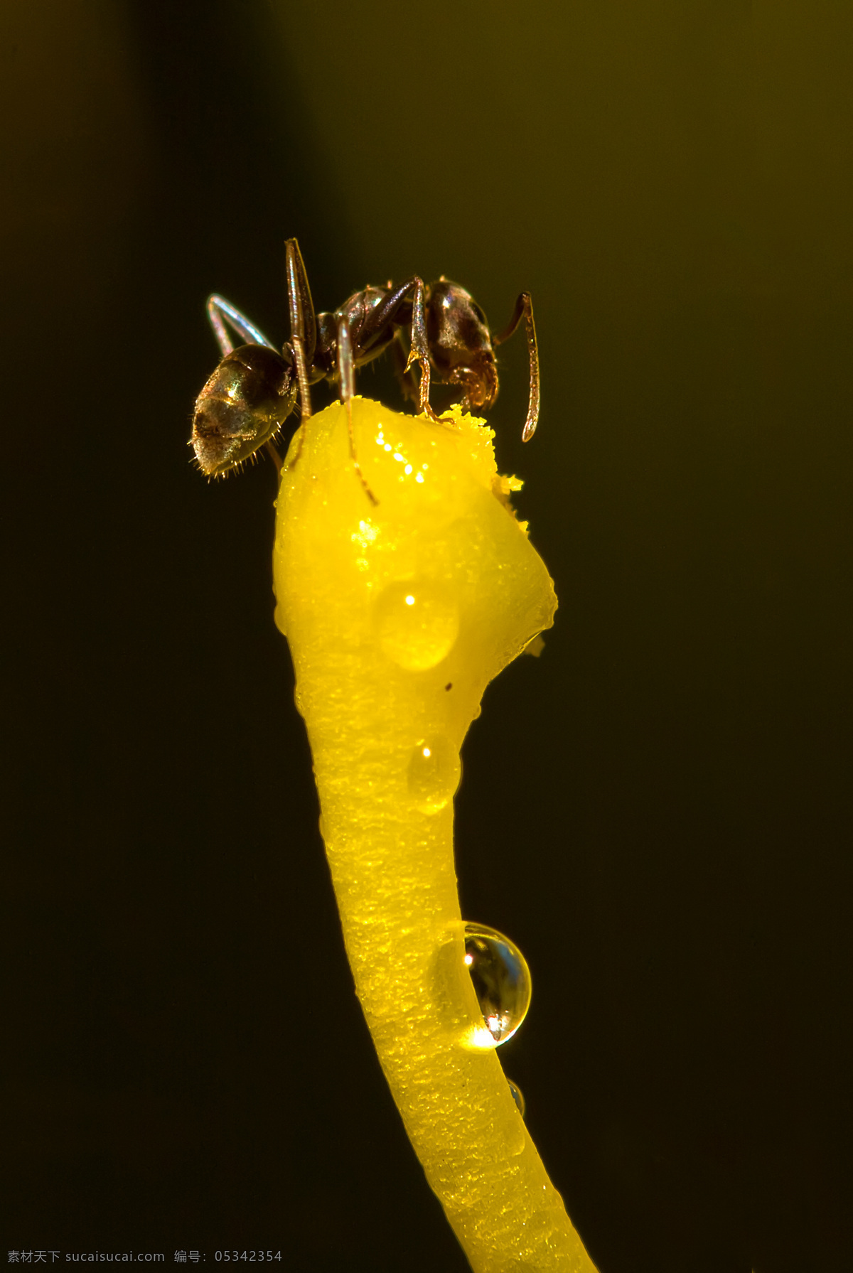蚂蚁 昆虫 蚂蚁素材 蚂蚁图片 生物世界 昆虫摄影 蚁 昆蜉 昆虫科 蚁类