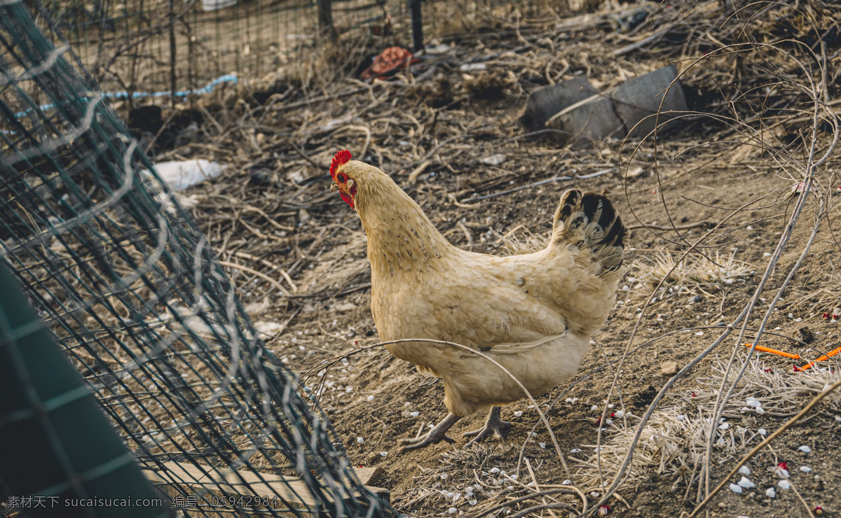 小母鸡 母鸡 散养小鸡 鸡 下单的鸡 动物园 生物世界 家禽家畜