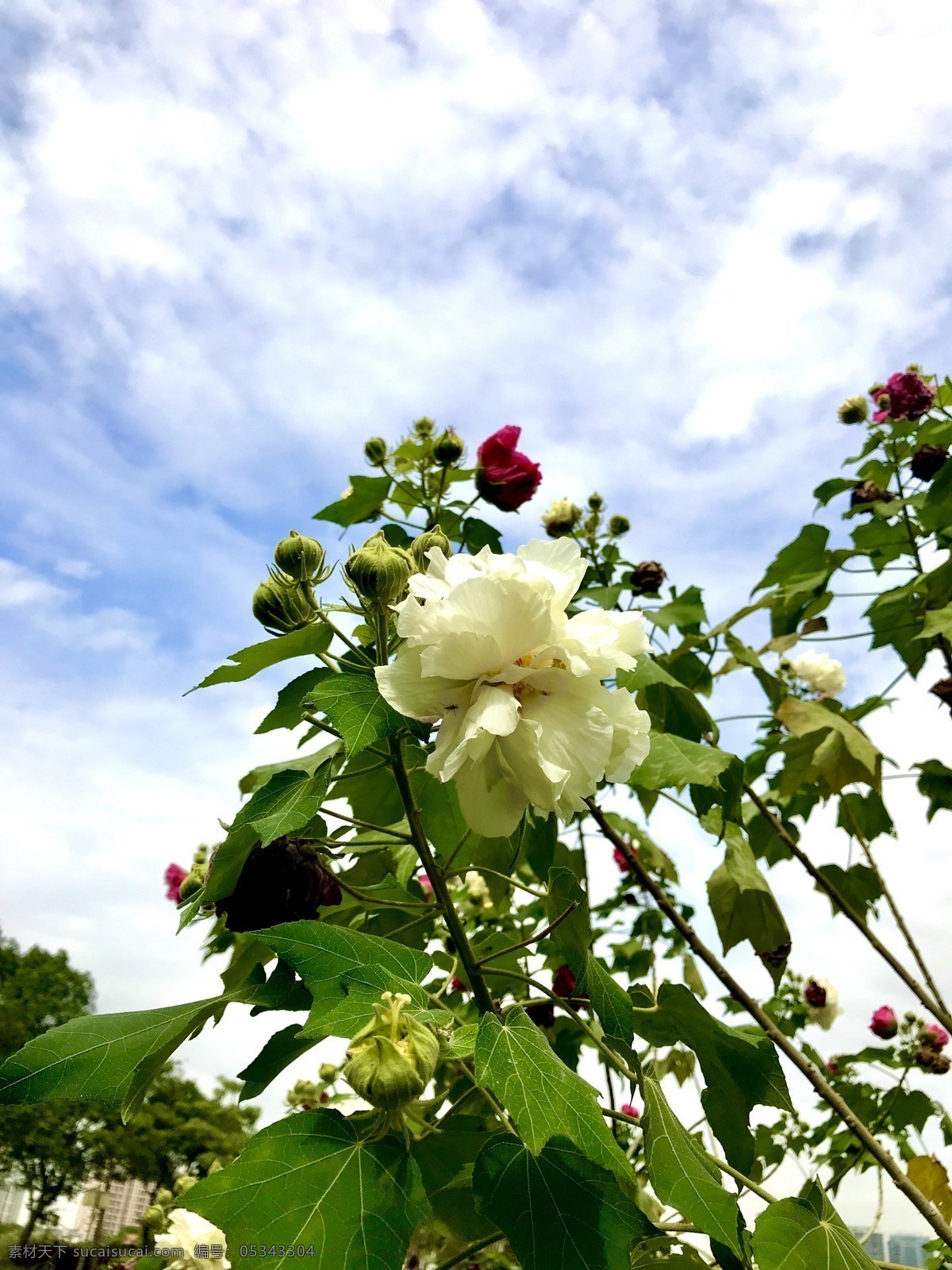 木芙蓉 特写 背景 植物 山芙蓉 粉红色 花卉 插图 公园 景观 白色 植物花草 生物世界 花草
