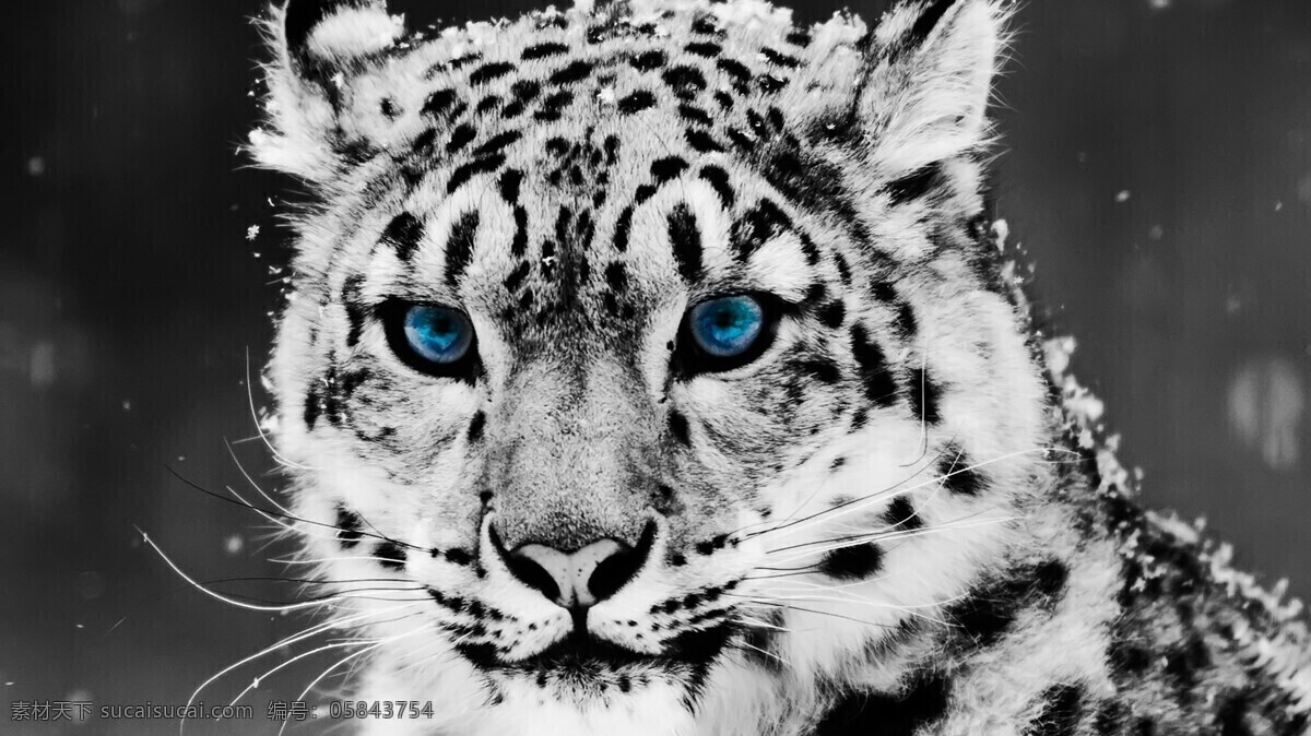 白虎免费下载 白虎 动物 老虎 蓝眼睛 背景图片