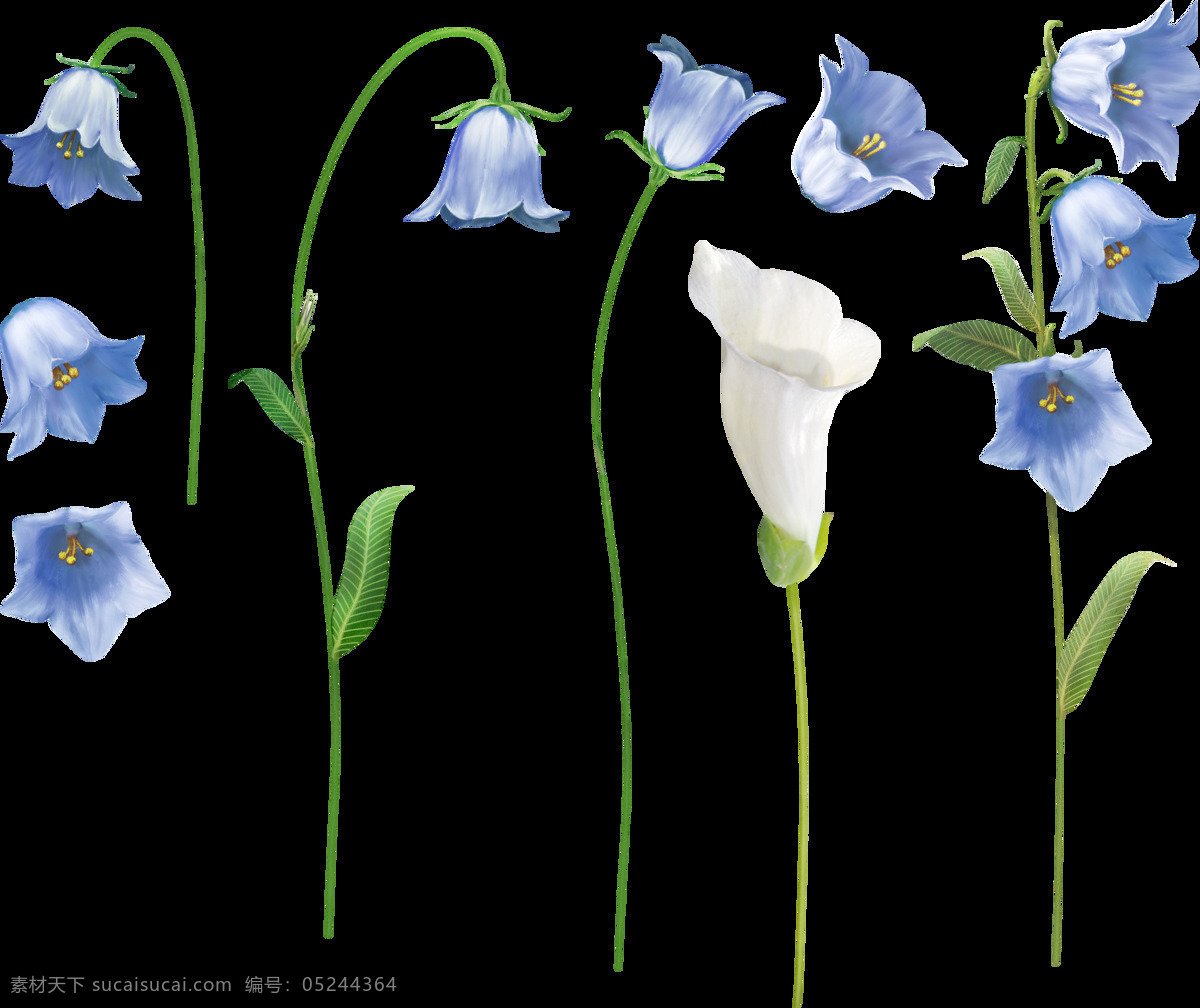 蓝色的花 蓝色花 喇叭花 花骨朵 树叶 白色花